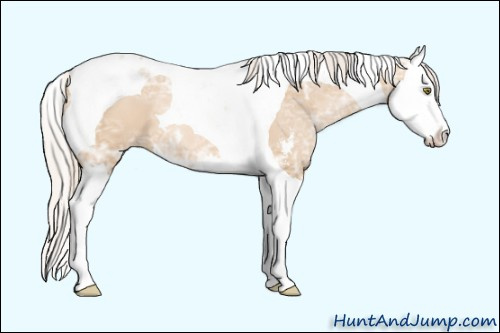 Horse Color: Silver Bay Ice Pearl Dun Sabino Splash Tobiano 