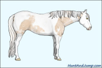 Horse Color:Silver Bay Ice Pearl Dun Sabino Splash Tobiano