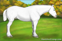 Horse Color:White Spotted Silver Amber Cream Champagne Dun Appaloosa 