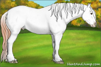 Horse Color:White Spotted Classic Champagne Fewspot Rabicano 