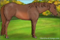 Horse Color:Liver Chestnut 
