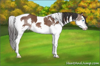 Horse Color:Bay Splash Tobiano