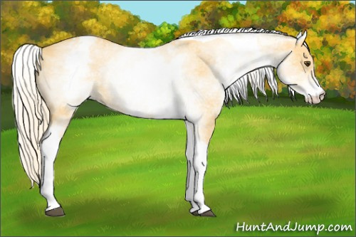 Horse Color: White Spotted Palomino Dun Tobiano 