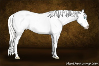Horse Color:Cremello Sabino Appaloosa 