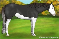 Horse Color:Liver Chestnut Splash 