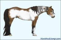 Horse Color:Gray Buckskin Frame 