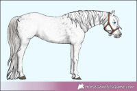 Horse Color:Gray Grullo Frame Near Leopard Rabicano 