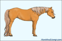 Horse Color:Gray Palomino 