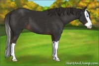 Horse Color:Liver Chestnut Splash 