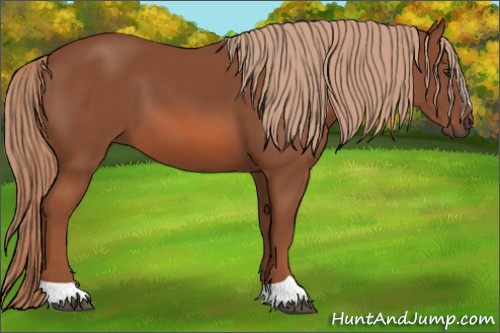 Horse Color: Liver Chestnut 