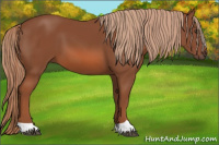 Horse Color:Liver Chestnut 