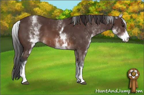 Horse Color:White Spotted Brown