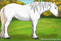 Horse Color:Buckskin Tobiano Blanket 