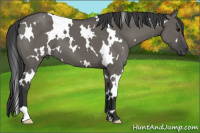 Horse Color:White Spotted Grullo