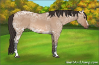Horse Color:Bay Ice Dun Sabino