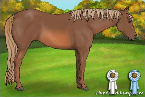 Horse Color: Chestnut 