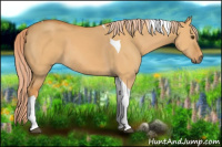 Horse Color:Palomino Dun Tobiano