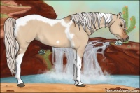 Horse Color:Silver Bay Dun Tobiano Frame 