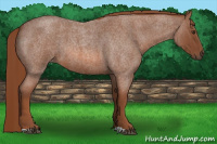 Horse Color:Liver Red Roan 