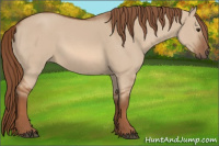 Horse Color:Liver Red Dun 