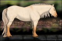 Horse Color:Chocolate Palomino Roan Dun