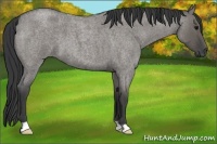 Horse Color:Grullo Roan 