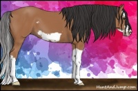 Horse Color:Bay Splash Frame 