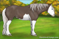 Horse Color:Silver Black Splash