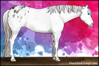 Horse Color:White Spotted Black Splash Appaloosa 