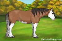 Horse Color:Bay Splash 