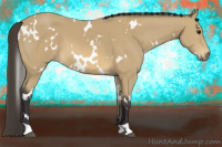 Horse Color:White Spotted Buckskin 