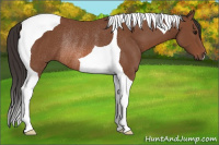 Horse Color:Bay Tobiano Rabicano 