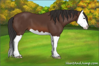 Horse Color:Bay Splash 