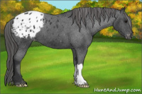 Horse Color:Brown Appaloosa