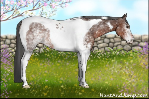 Horse Color: White Spotted Bay Tobiano Rabicano 