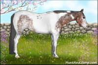 Horse Color:White Spotted Bay Tobiano Rabicano