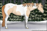Horse Color:Buckskin Pearl Tobiano
