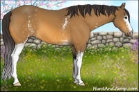 Horse Color:White Spotted Buckskin