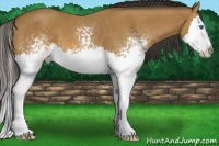 Horse Color:White Spotted Buckskin Splash 