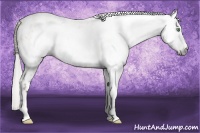Horse Color:Gray Amber Cream Champagne Sabino Appaloosa