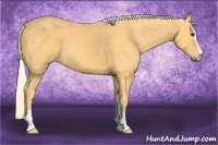 Horse Color:Palomino Sabino