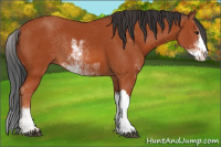 Horse Color:Brown Sabino Rabicano