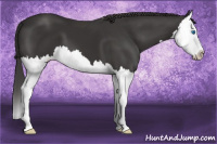 Horse Color:Buckskin Splash 