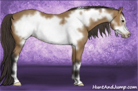 Horse Color:Buckskin Frame 