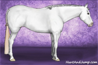 Horse Color:Buckskin Sabino Blanket Rabicano 