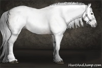 Horse Color:Gray Buckskin 