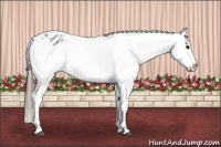 Horse Color:Blue Roan Varnish 