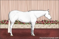 Horse Color:Gold Champagne Tobiano Varnish 