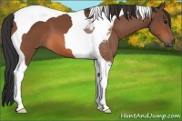 Horse Color:Bay Tobiano 