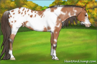 Horse Color:White Spotted Bay Frame Appaloosa